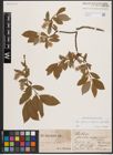 Foto von Salix glauca L. x Salix nigricans Sm. x Salix phylicifolia L.